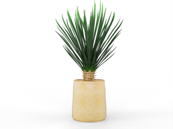 plante Yucca