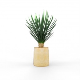 plante Yucca